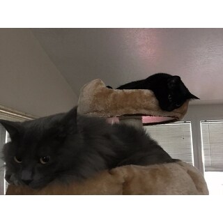Shop Kitty Mansions 73 Beverly Hills Cat Tree Overstock 6059409